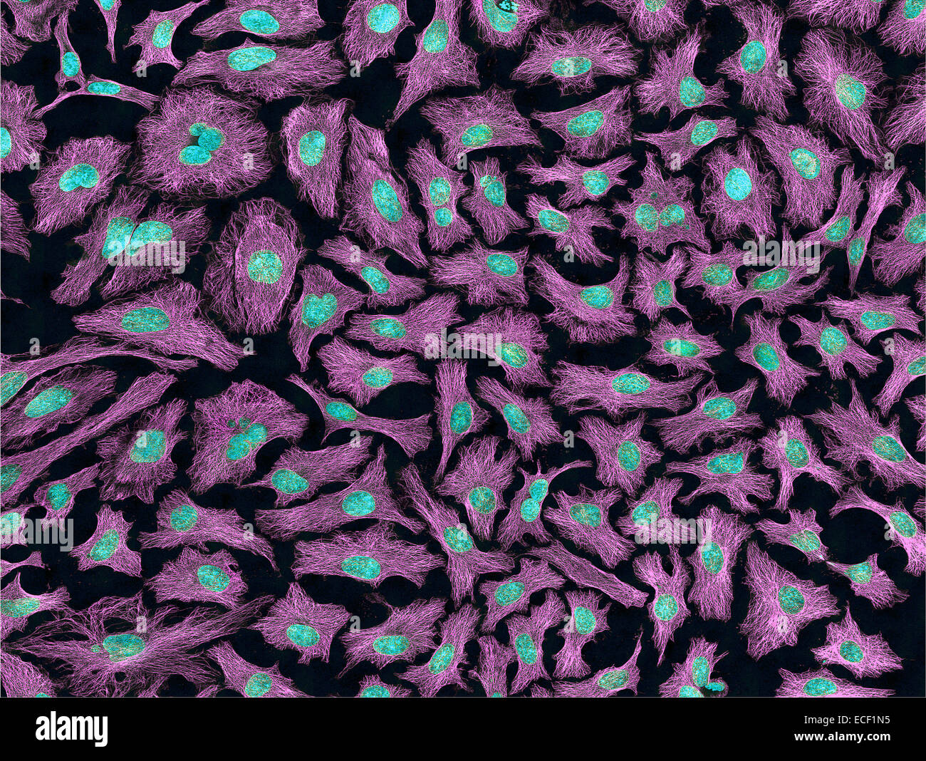 Multiphoton fluorescence image of HeLa cells with cytoskeletal microtubules (magenta) and DNA (cyan). Stock Photo