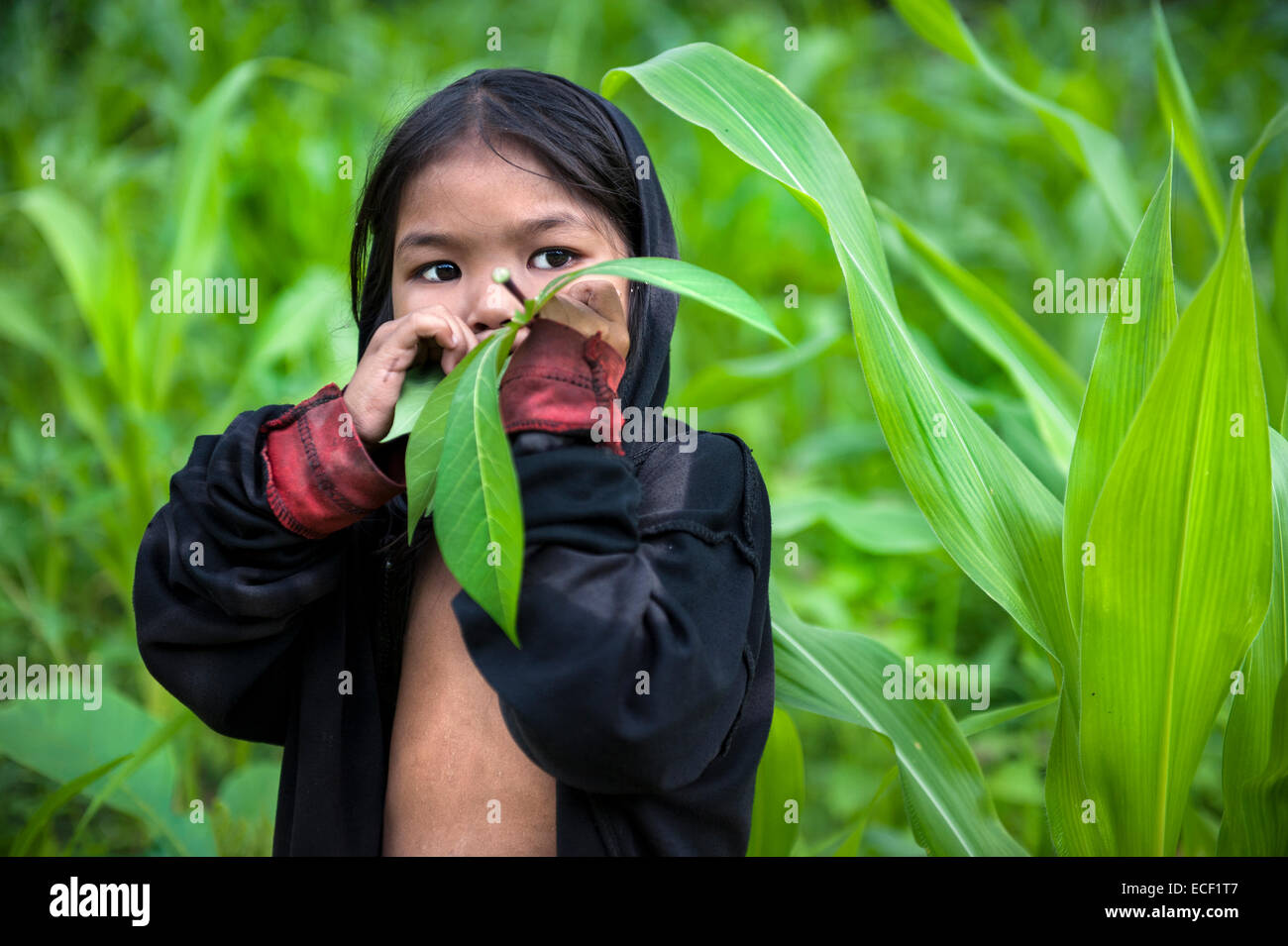 Taut bato hires stock photography and images Alamy