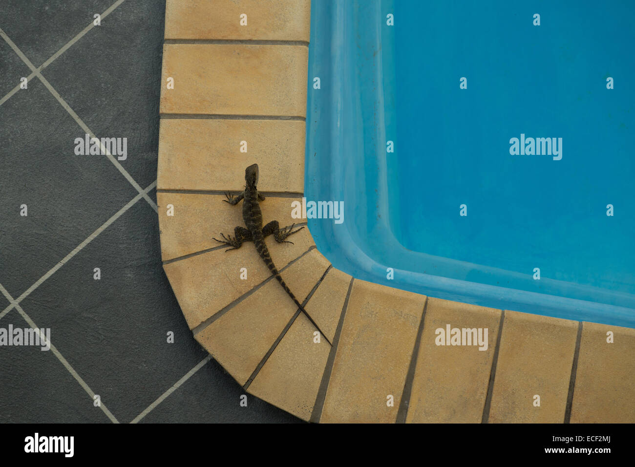 A photograph of an Australian Water Dragon (lizard) next to a swimming pool. The photograph is taken from above. Stock Photo