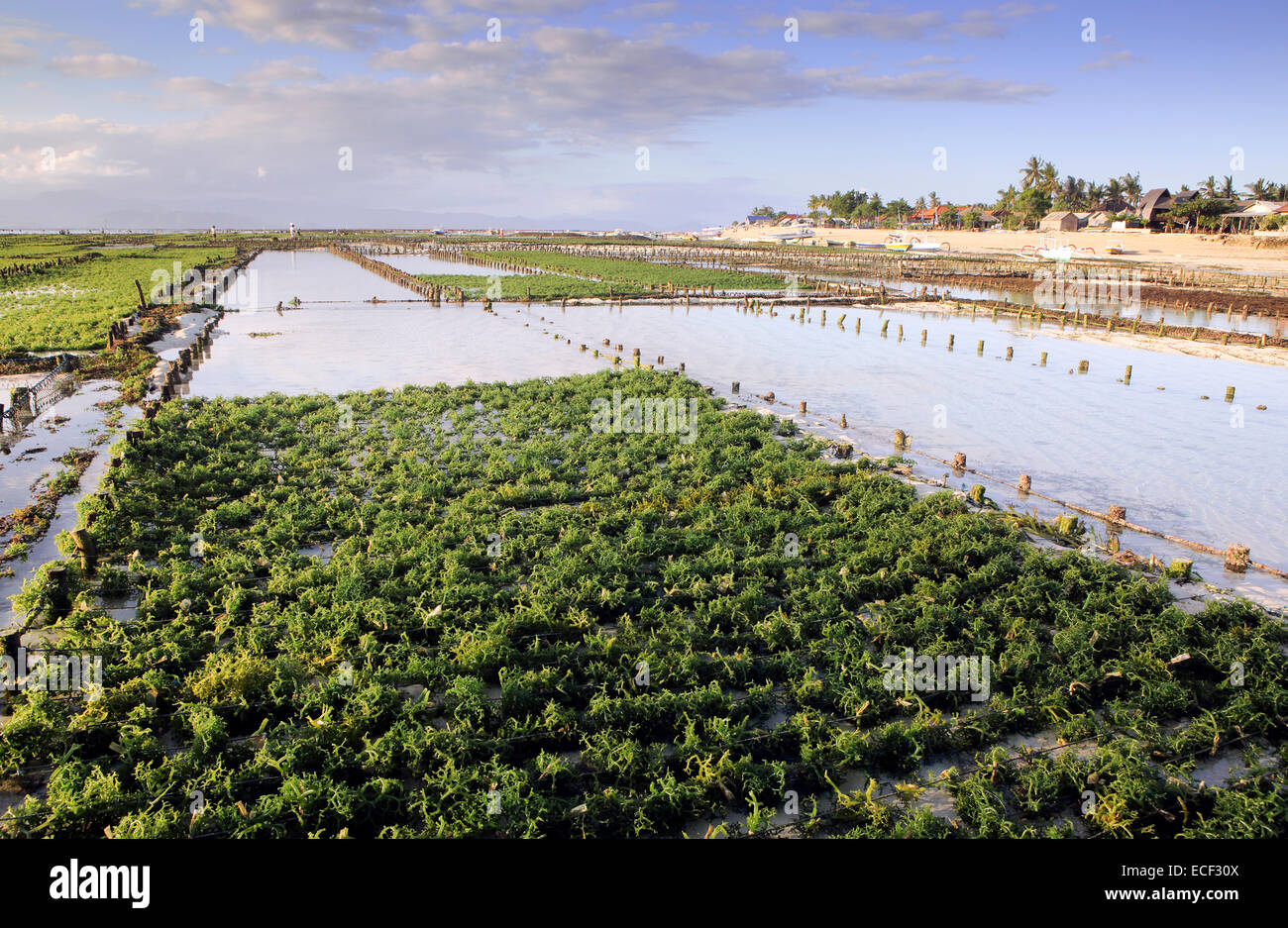 Seaweed farms at low tide on Nusa Lembongan Island, Indonesia Stock