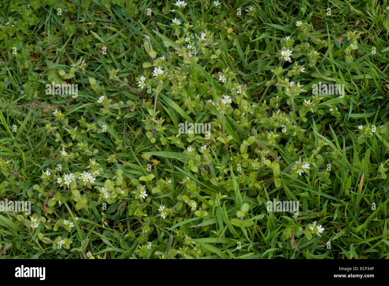 Common mouse-ear, Cerastium fontanum, flowering in grassland pasture, April Stock Photo