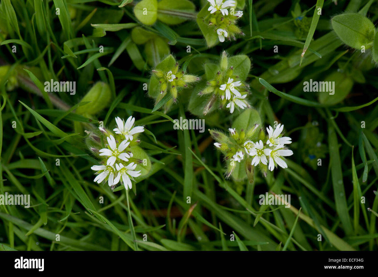 Common stitchwort or grassland starwork, Stellaria graminea, flowering in grassland pasture, April Stock Photo