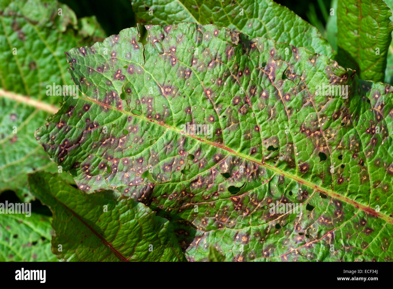 A leaf spot, Ramularia rubella, seriously affecting a leaf of broad dock, Rumex obtusifolius, Berkshire, May Stock Photo
