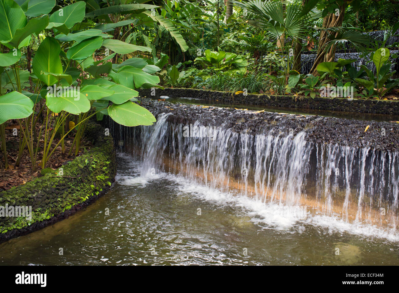 artificial water cascade and green plants in Singapore Botanical garden Stock Photo