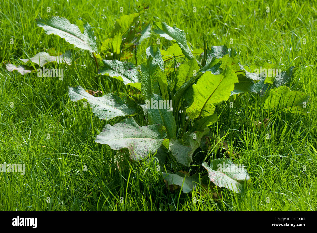 A large plant of broad dock, Rumex obtusifolius,  before flowering in grassland Stock Photo