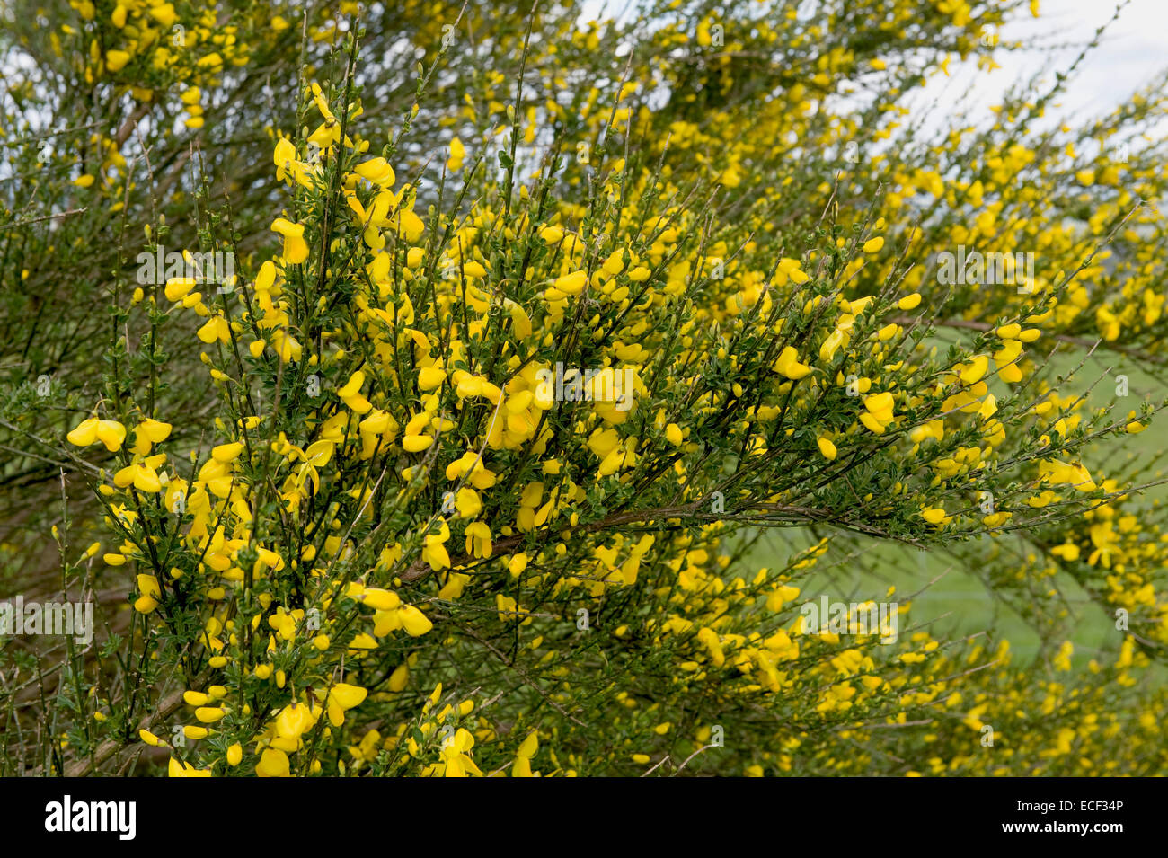 Common or scotch broom, Cytisus scoparius, flowering shrub, Berkshire, May Stock Photo