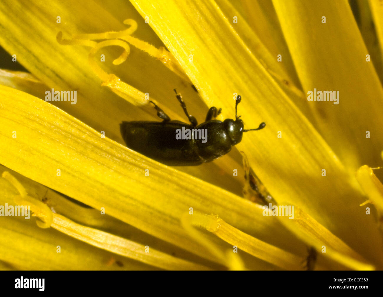 Photomicrograph of a pollen beetle, Brassicogethes aeneus, on a yellow composite flower Stock Photo