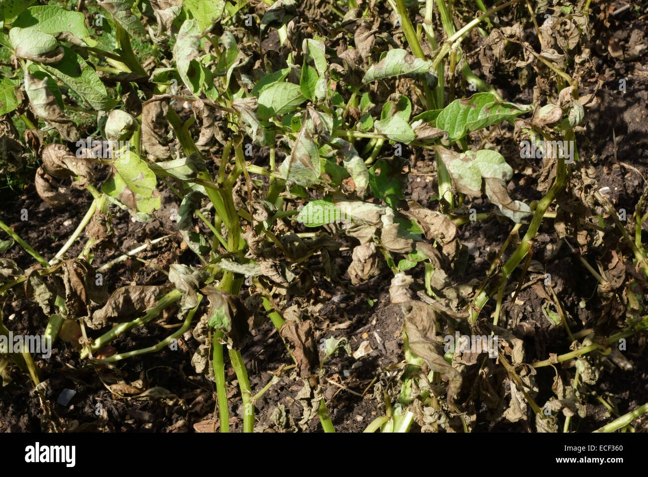 Potato late blight, Phytophthora infestans, damage to potato plants in a vegetable plot, Hampshire, August Stock Photo