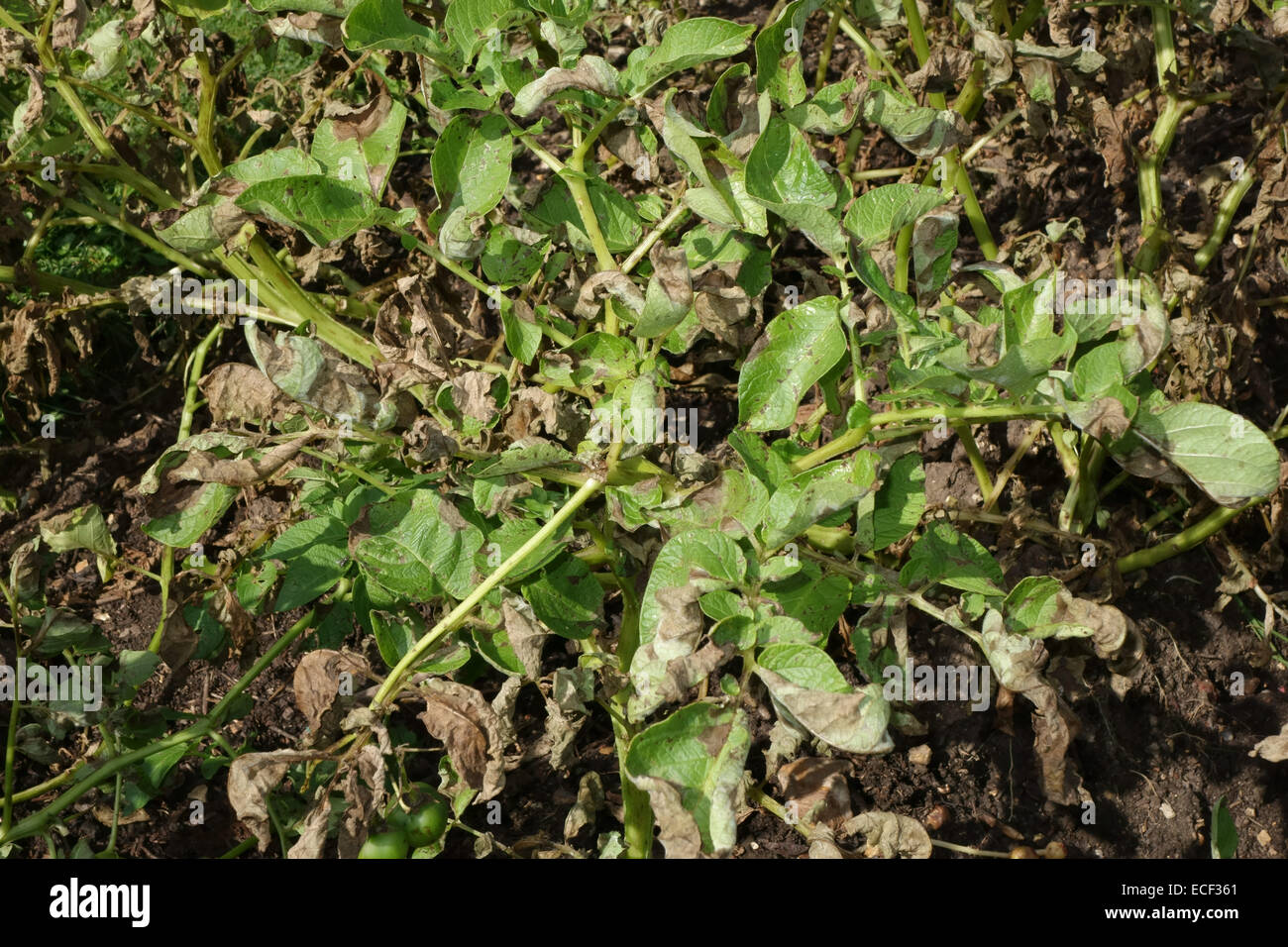 Potato late blight, Phytophthora infestans, damage to potato plants in a vegetable plot, Hampshire, August Stock Photo