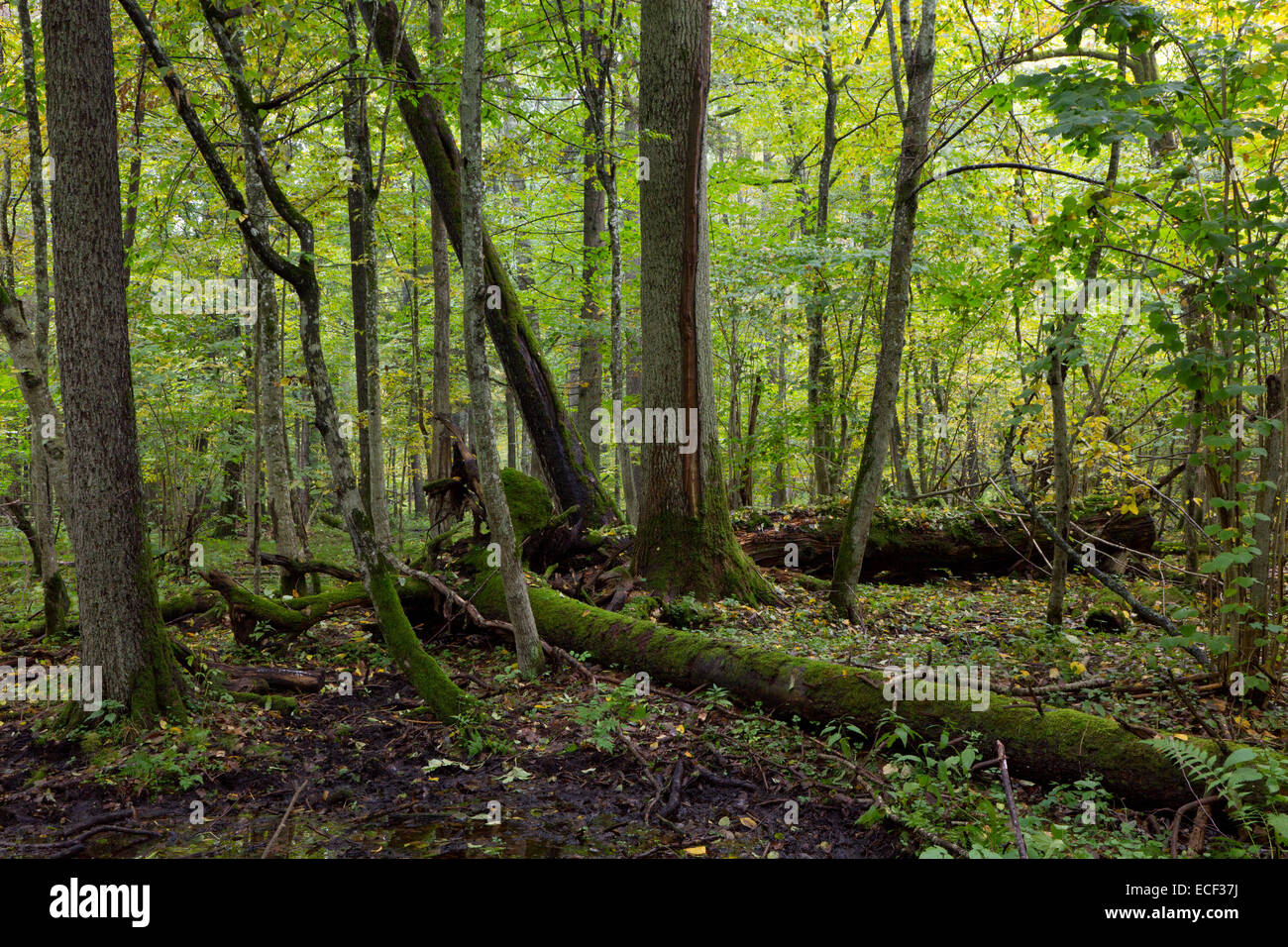 Old ash tree hi-res stock photography and images - Alamy