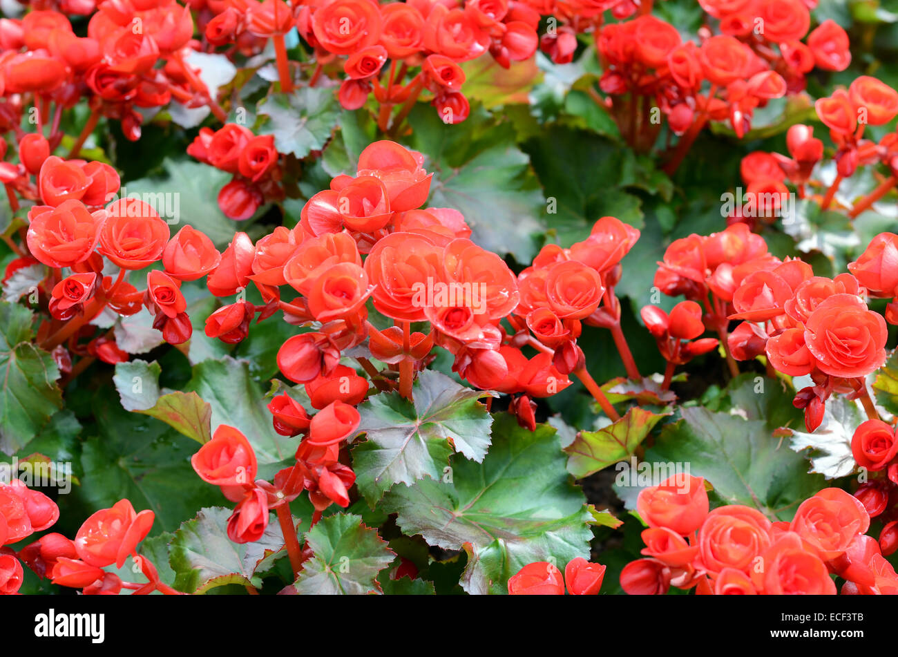 beautiful background of flowers big begonias Stock Photo - Alamy