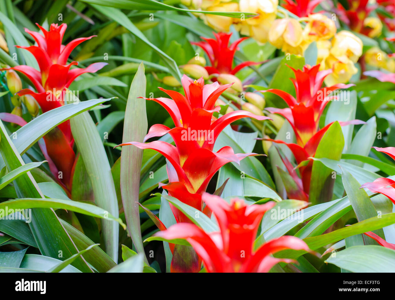 Red bromeliad rosette shape flowers in bloom in springtime (Aechmea fasciata, Bromeliaceae) Stock Photo