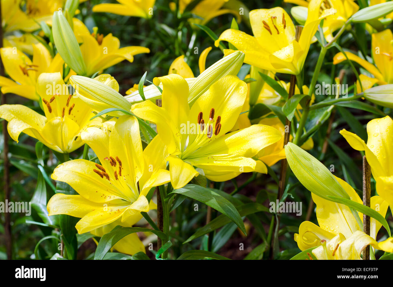 blooming yellow lily in winter field (dipterocarpus alatus) Stock Photo