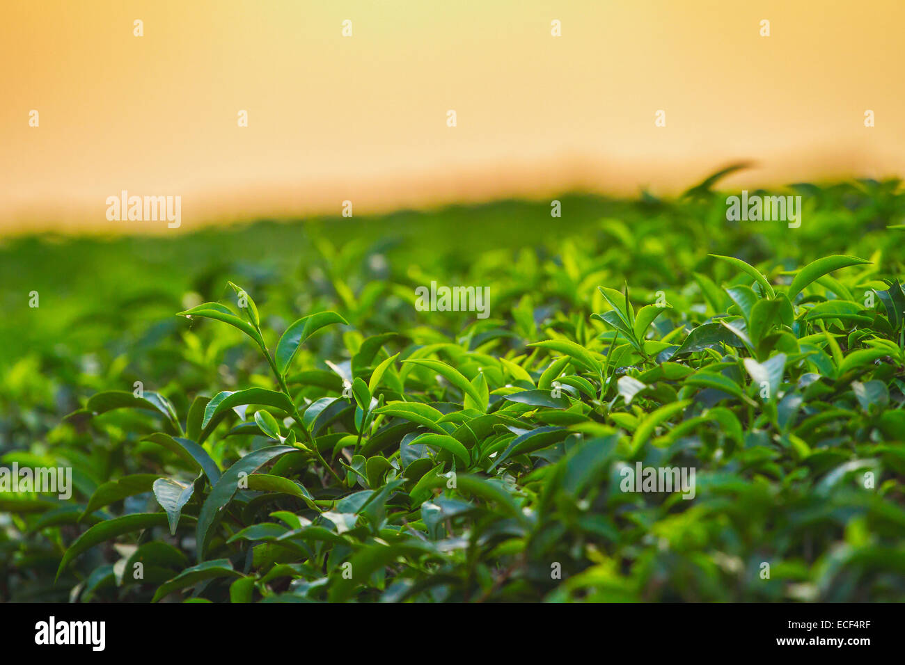 Fresh tea leaves closeup Stock Photo Alamy