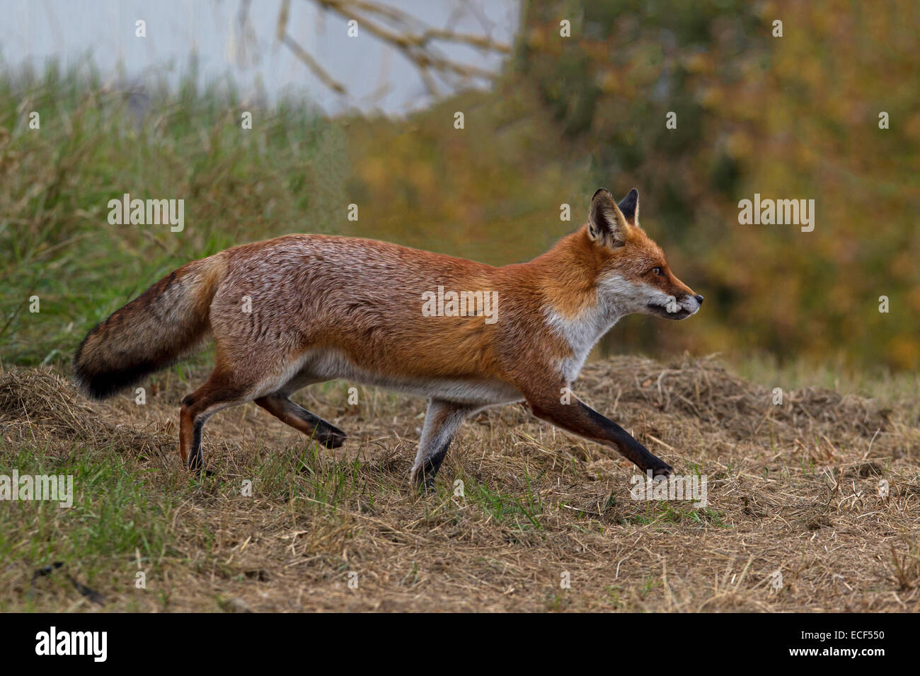 Red fox running Stock Photo - Alamy