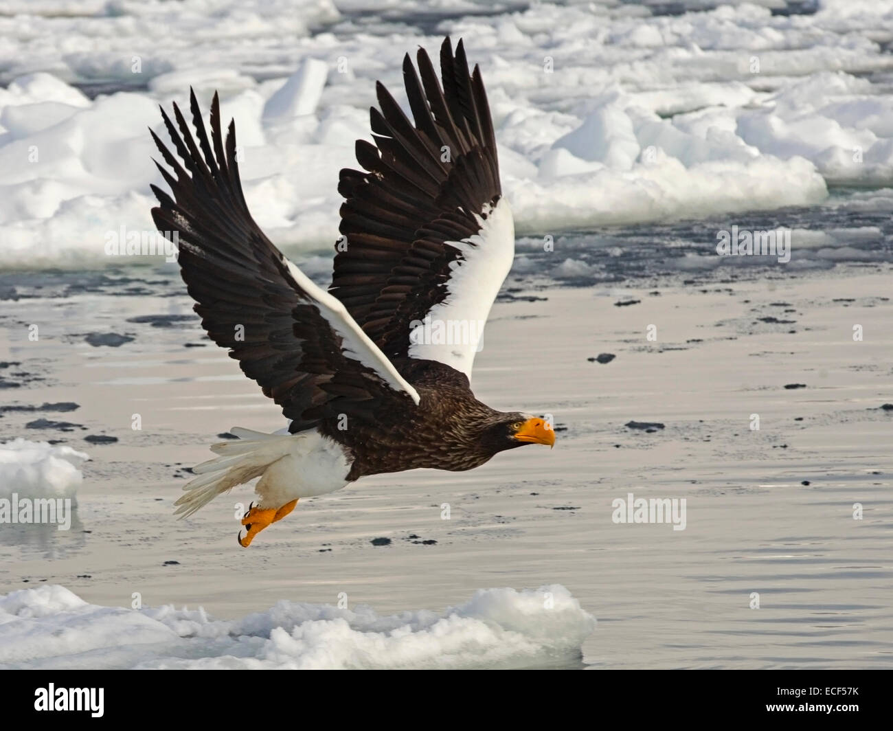 Steller's sea eagle in flight Stock Photo