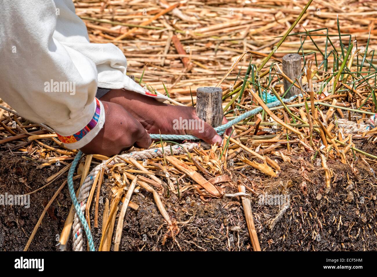 Man of the Uru  in Bolivia shows tourists how to bind together a block of the traditional reed islands. Stock Photo
