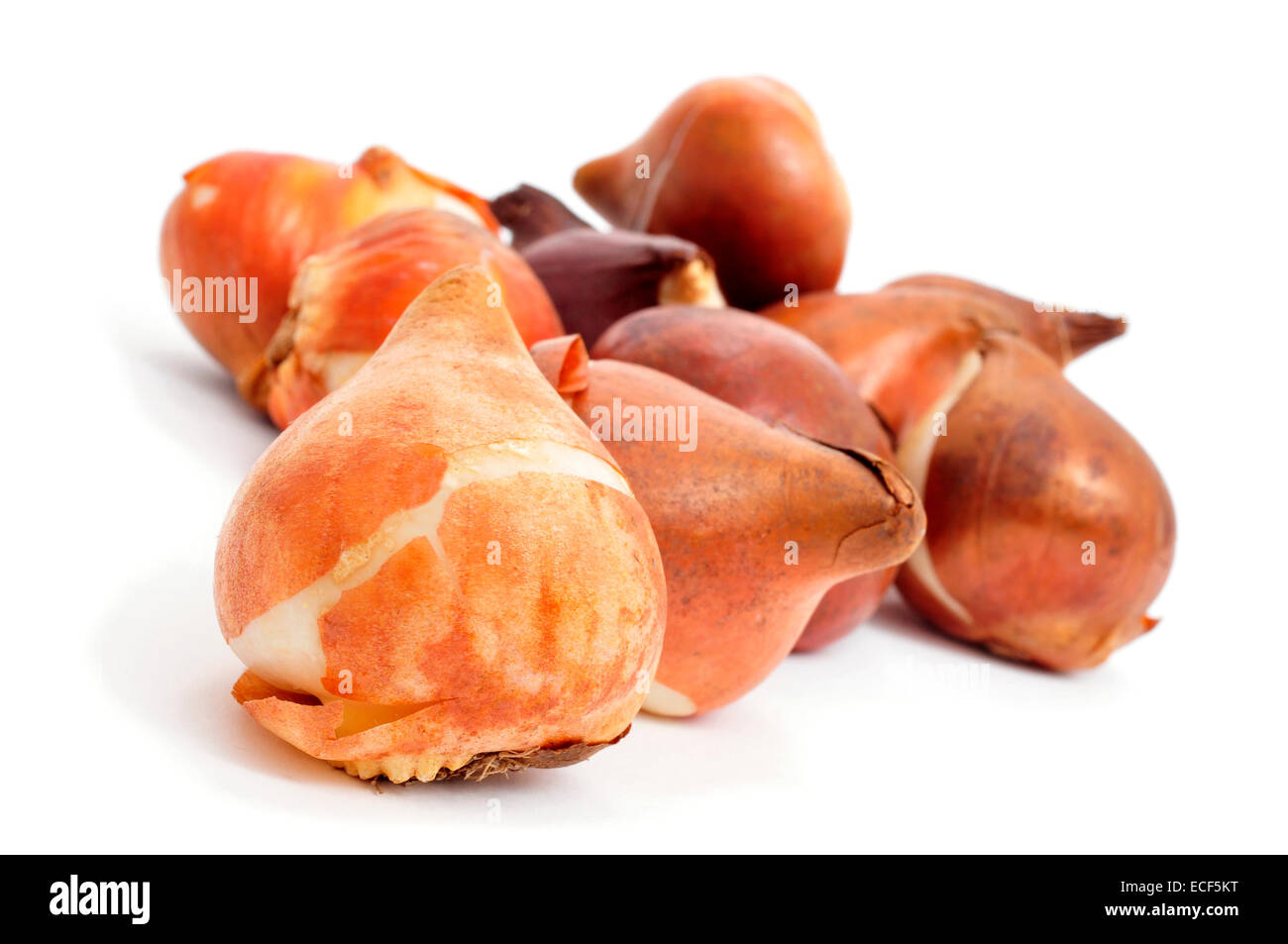 closeup of some tulip bulbs on a white background Stock Photo