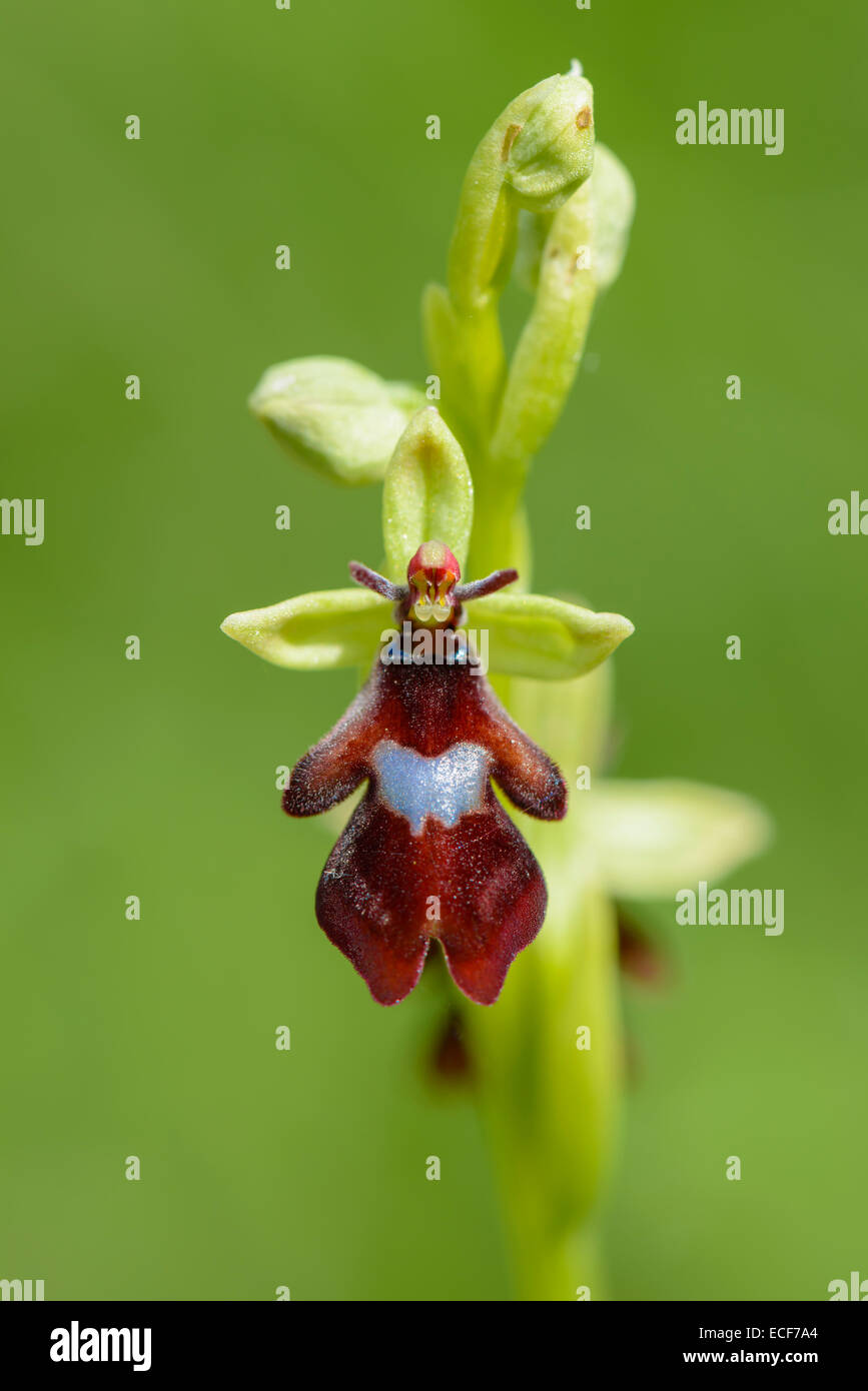 Fliegen-Ragwurz, Ophrys insectifera, Fly Orchid Stock Photo