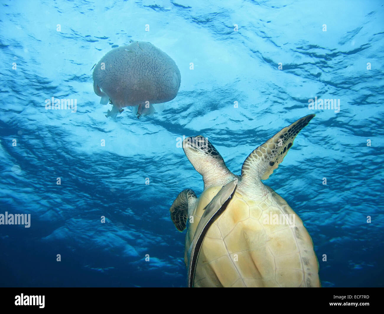 Green sea turtle and jellyfish Stock Photo Alamy
