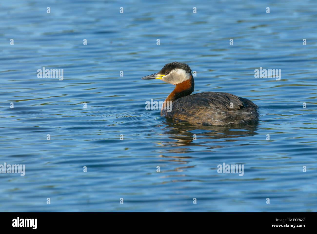 Rothalstaucher, Podiceps Grisegena, Red-necked Grebe Stock Photo - Alamy