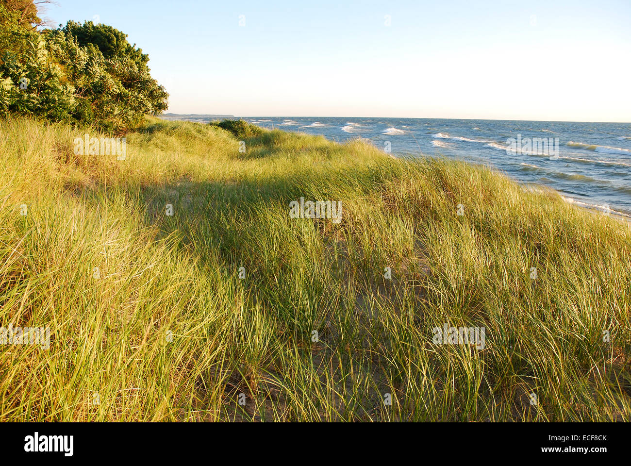 Beach grass on lake michigan hires stock photography and images Alamy