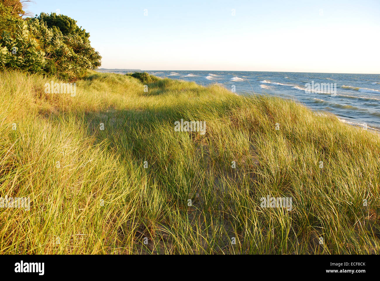 Beach grass on shore of Lake Michigan Stock Photo