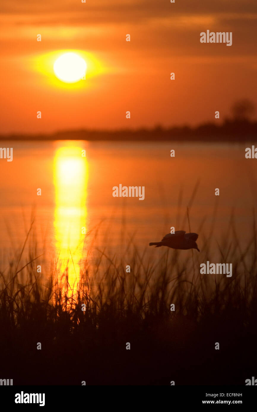 Bird flying on shoreline at sunset Stock Photo