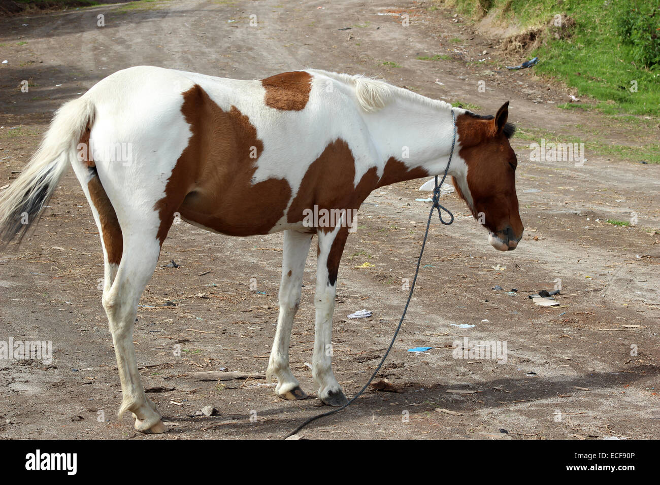A brown and white horse on a road in Cotacachi, Ecuador Stock Photo