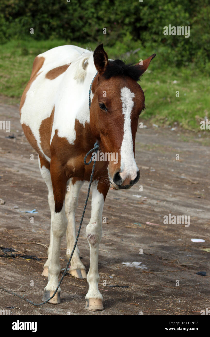 A brown and white horse on a road in Cotacachi, Ecuador Stock Photo
