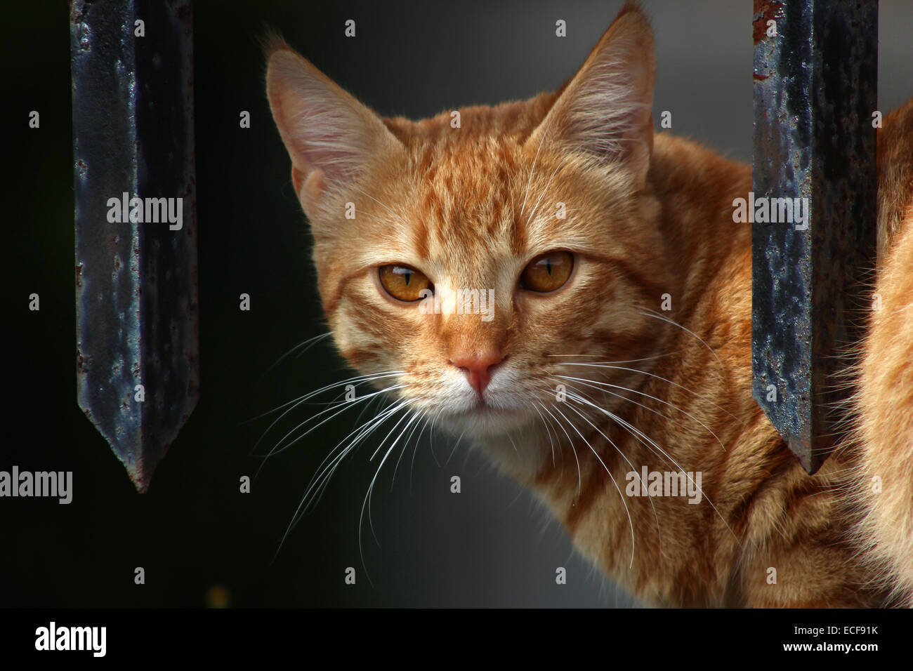 A brown cat next to a fence in Cotacachi, Ecuador Stock Photo