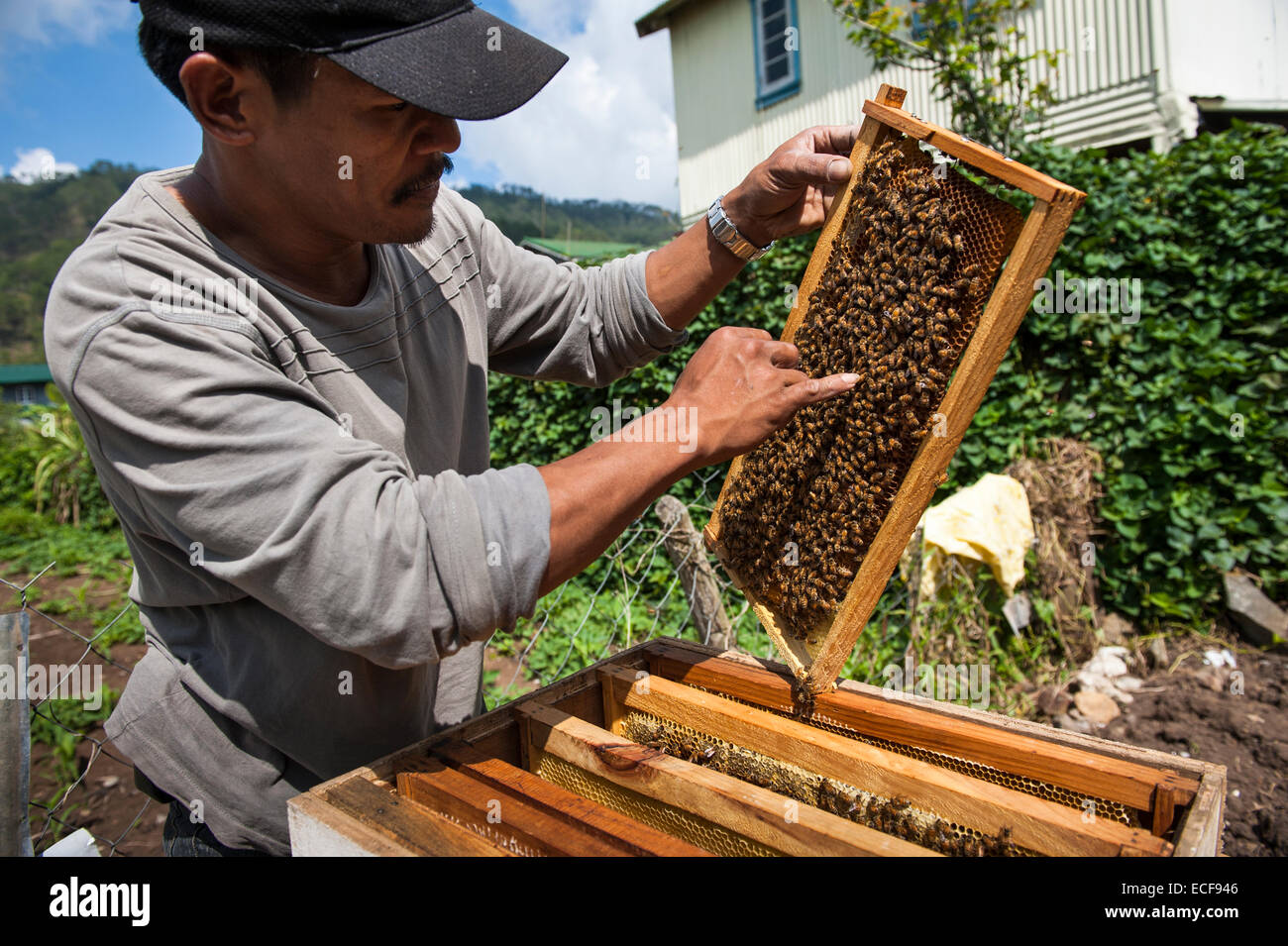 Beekeeper inspecting honey frame Stock Photo