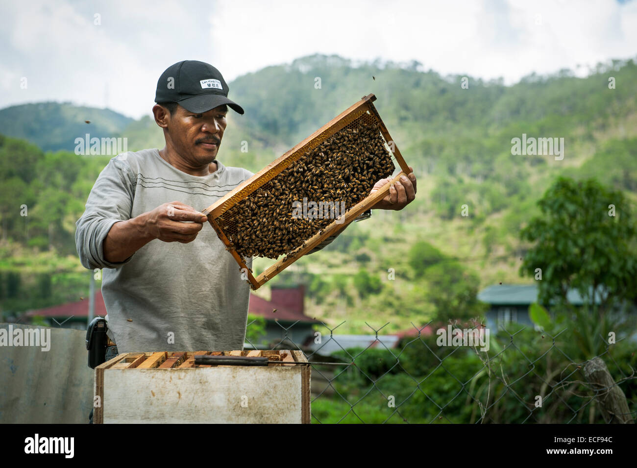 Beekeeper harvesting honey Stock Photo