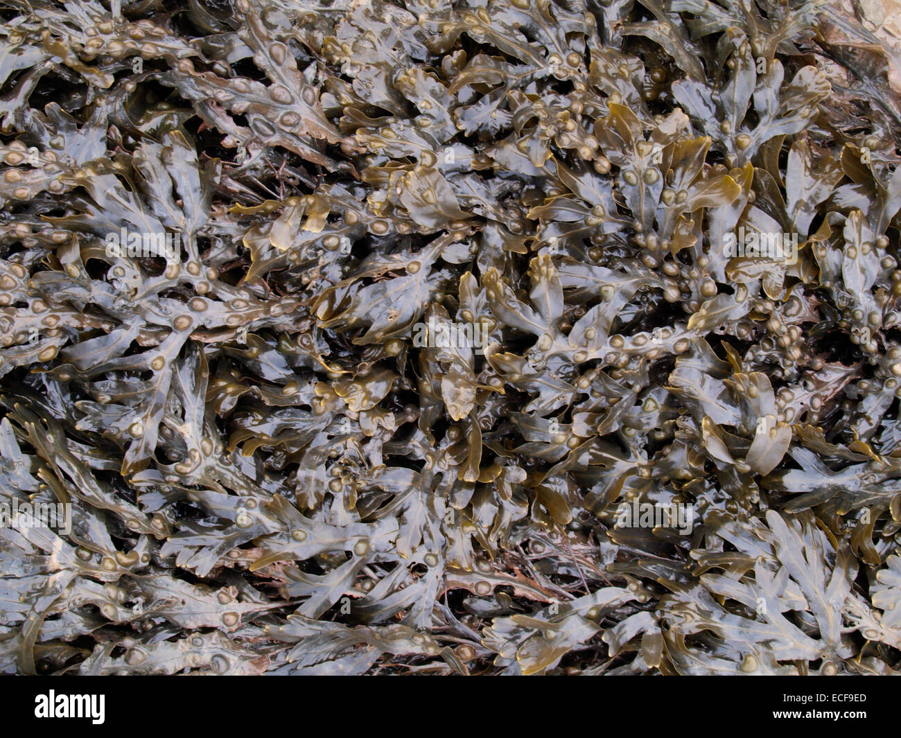 bladder wrack seaweed, Fucus vesiculosus Stock Photo