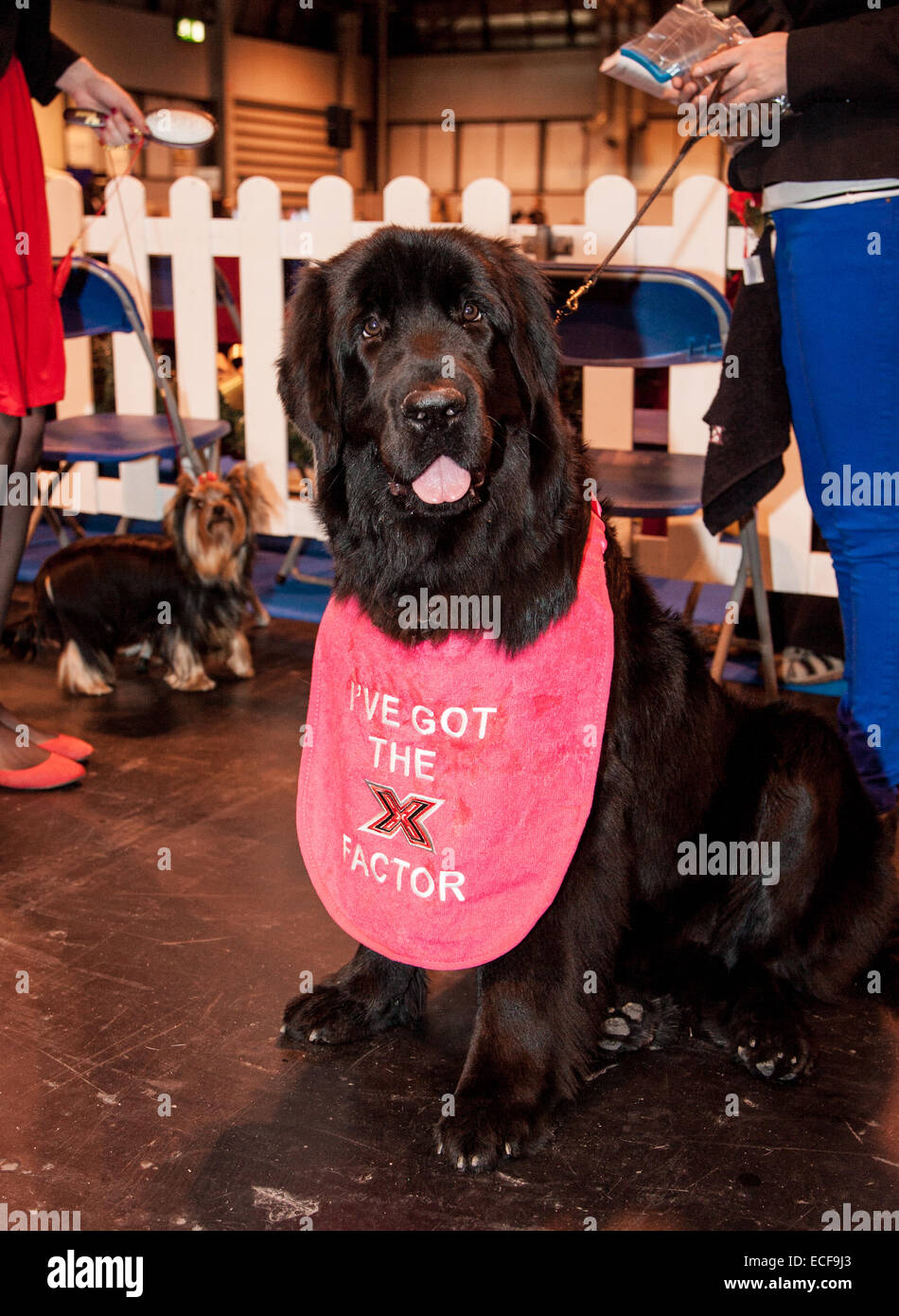 Lka championship dog show hires stock photography and images Alamy