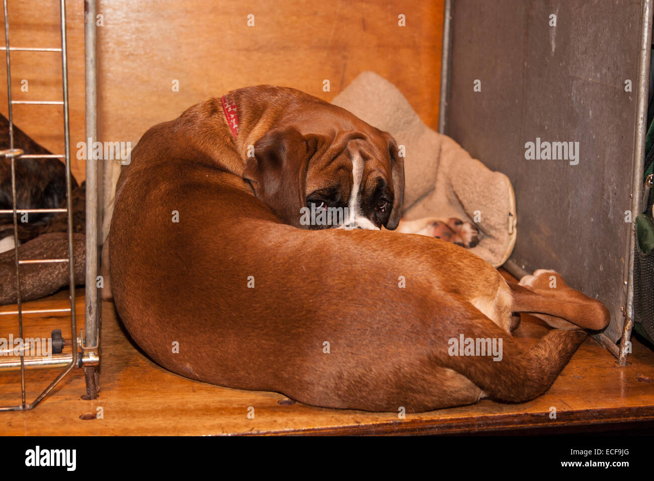 Lka championship dog show hires stock photography and images Alamy