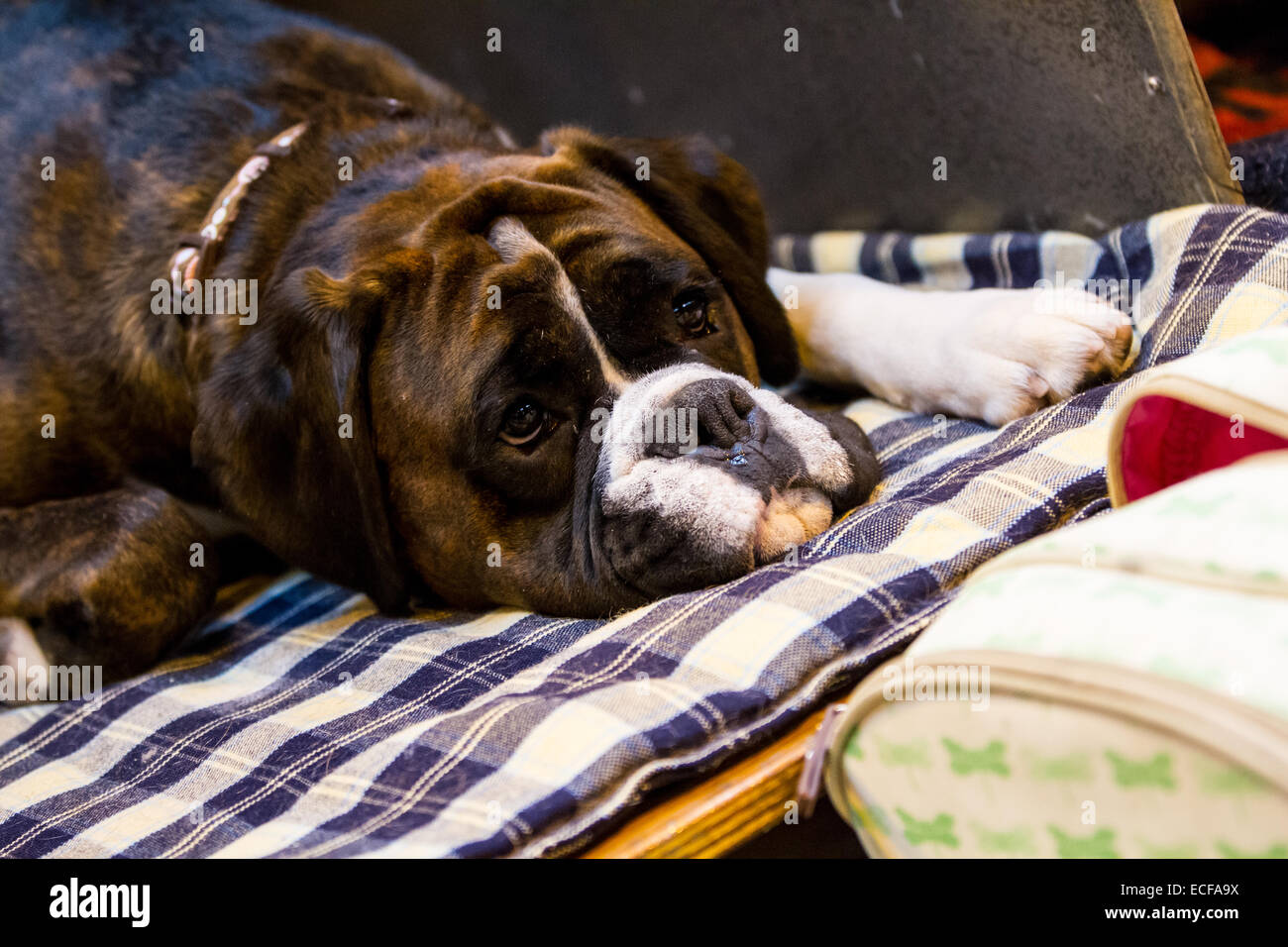 Birmingham, UK. 13th December, 2014. LKA Championship Dog Show at the NEC Judged over two days Birmingham, UK. 13th December, 2014. LKA Championship Dog Show at the NEC Judged over two days