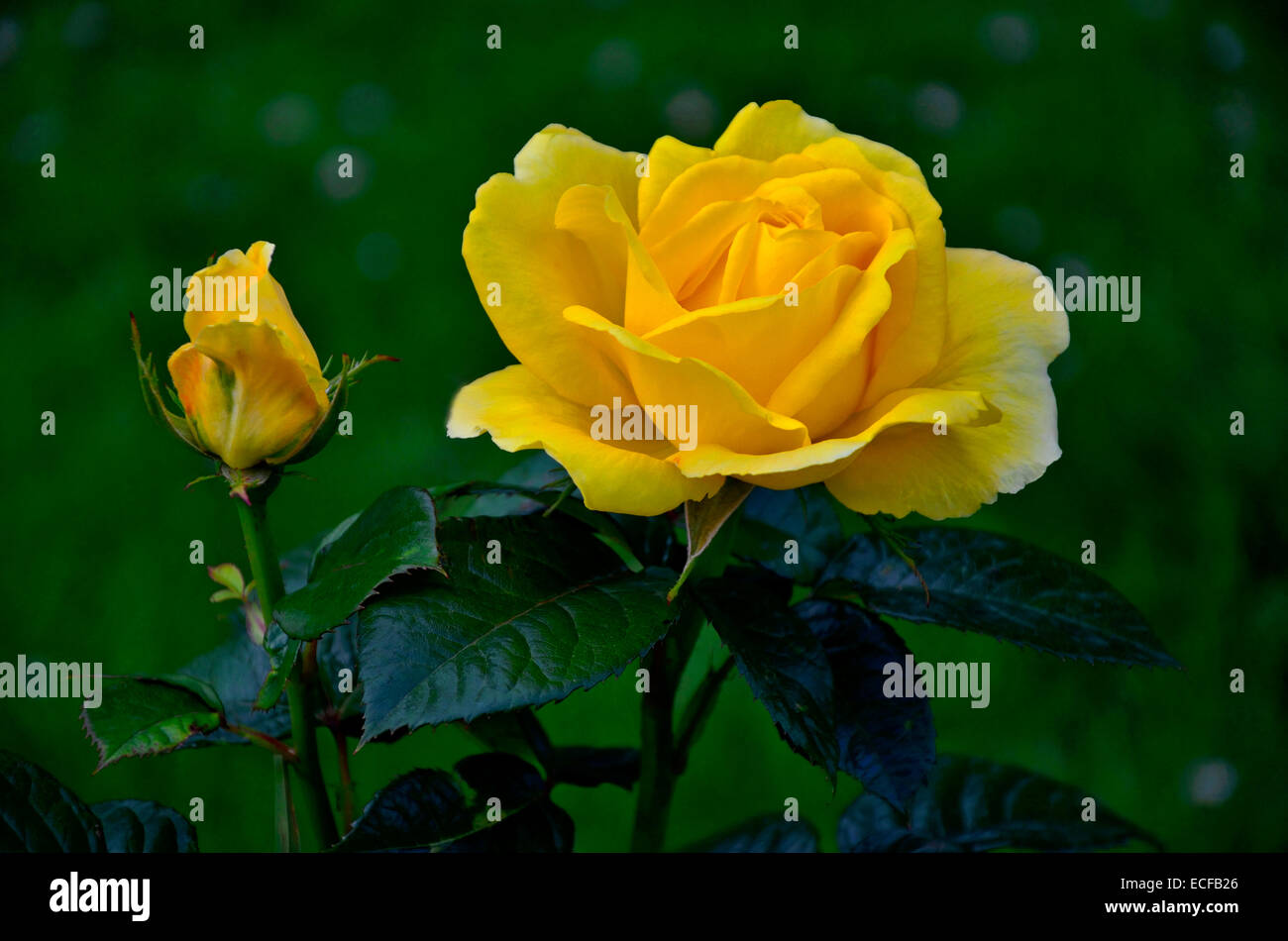 A close up picture of the Rosa 'Guy's Gold' in a garden border Stock Photo