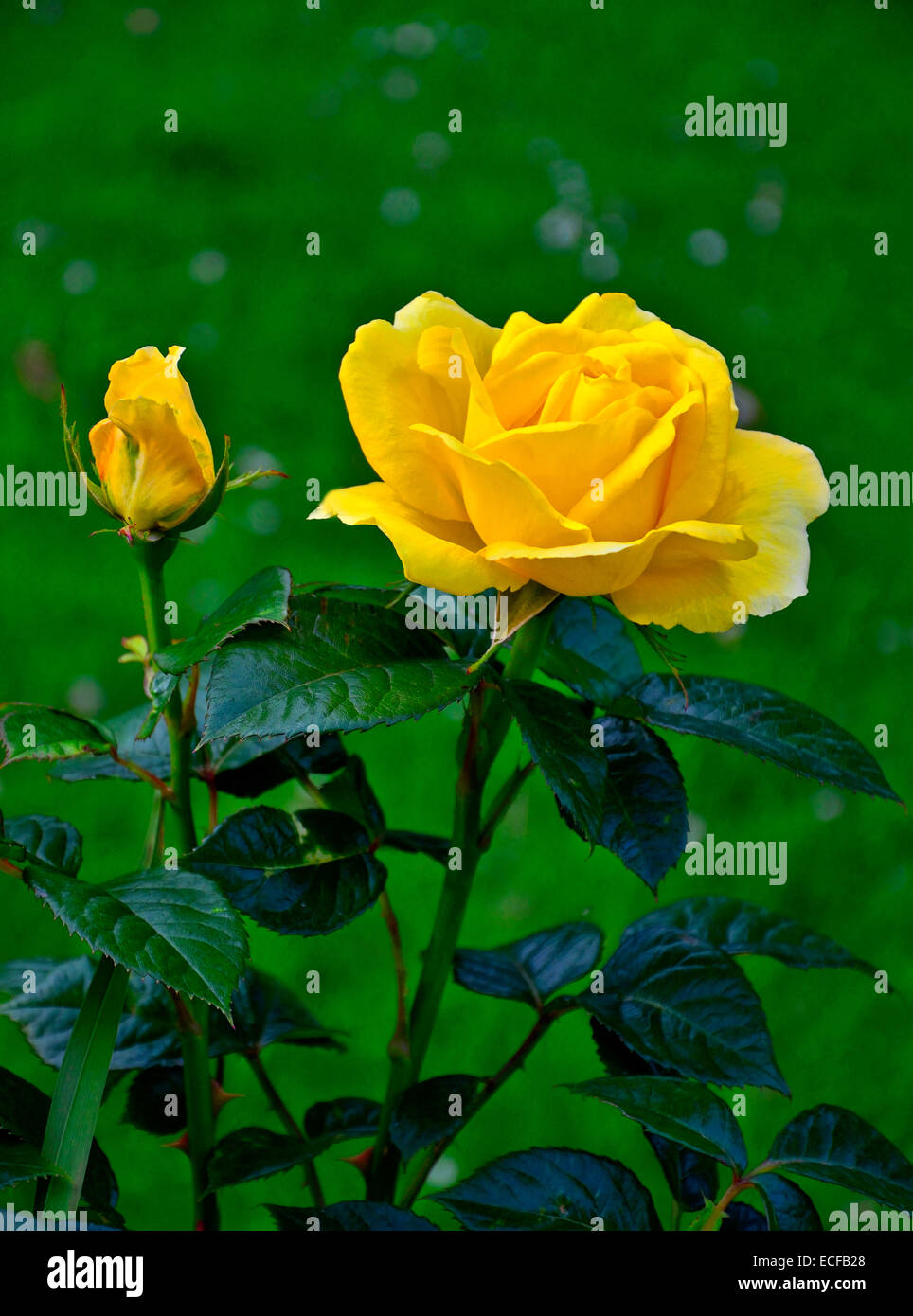 A close up picture of the Rosa 'Guy's Gold' in a flower border Stock Photo