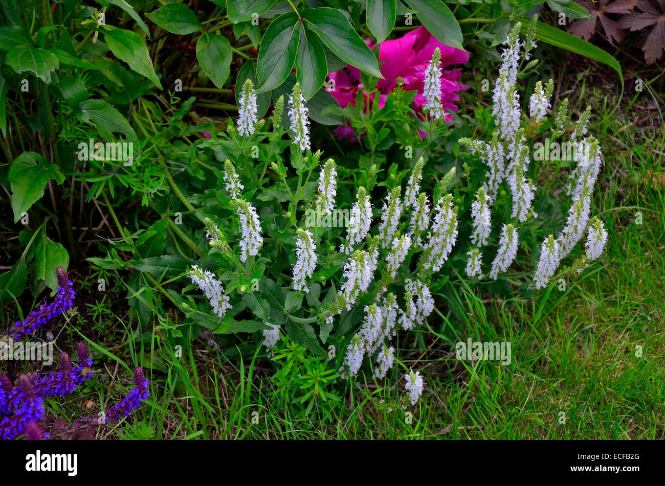 Flowering Tiarella wherryi in a flower border Stock Photo