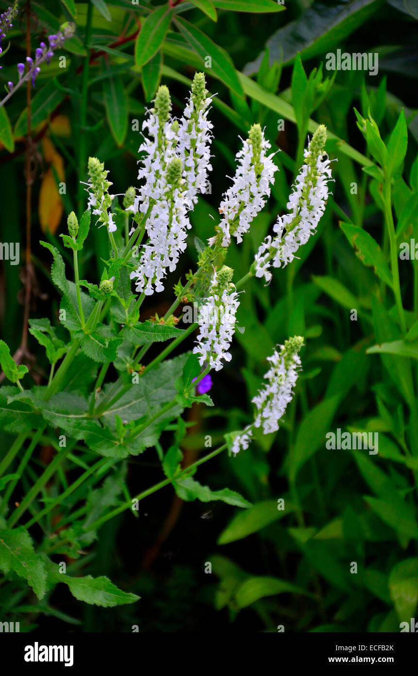 Flowering Tiarella wherryi in a flower border Stock Photo
