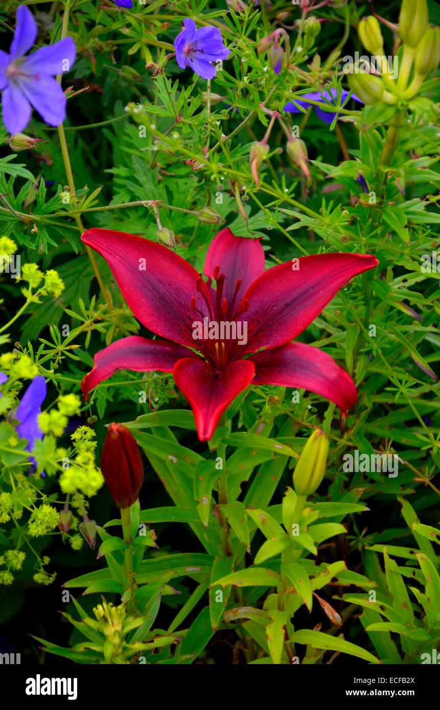Close up of the Asiatic Lily 'Black Out' in a garden border Stock Photo