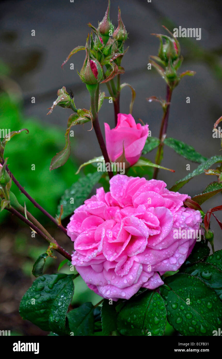 Flowering Rosa 'Gertrude Jekyll' with raindrops Stock Photo