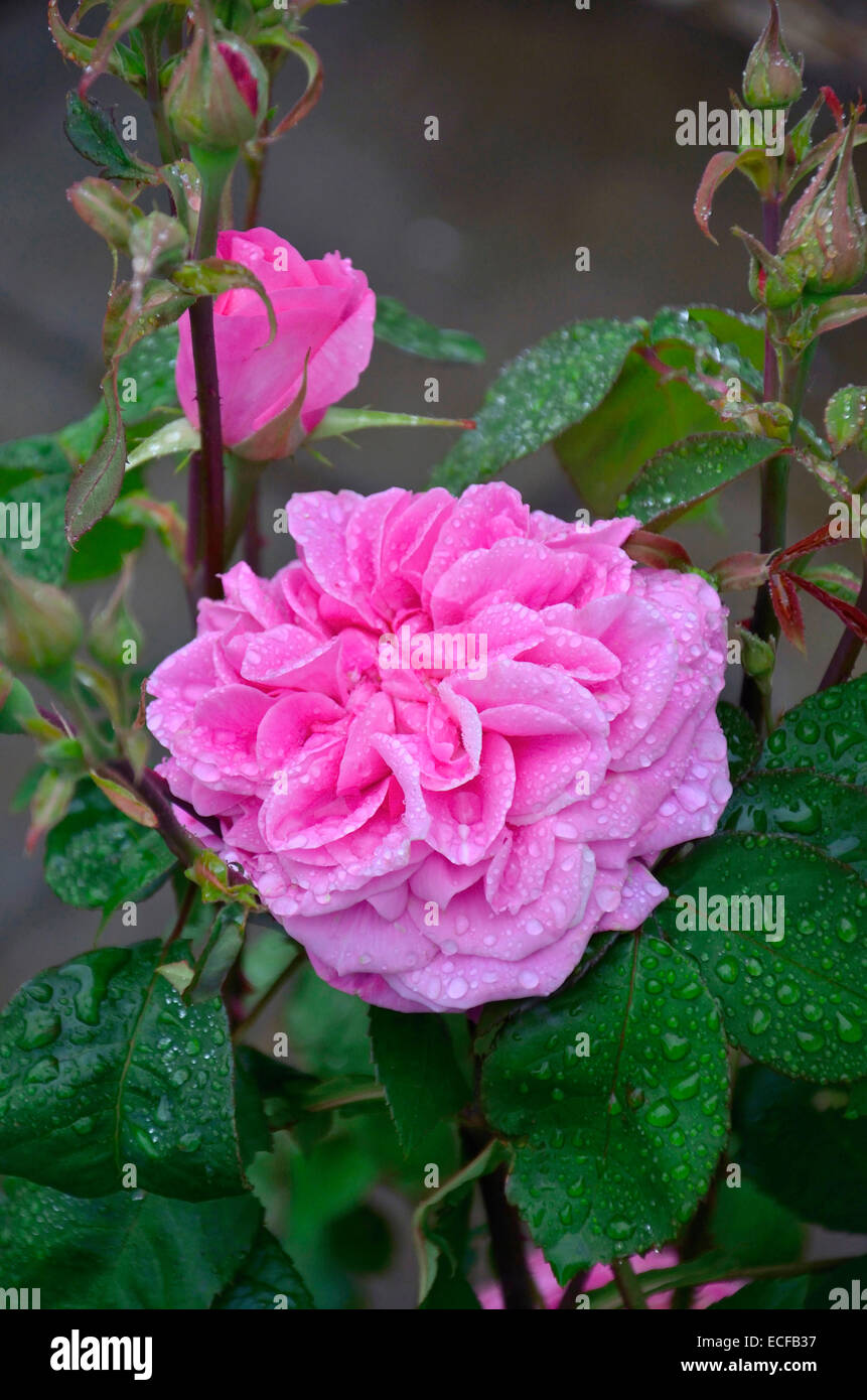 Flowering Rosa 'Gertrude Jekyll' with raindrops Stock Photo