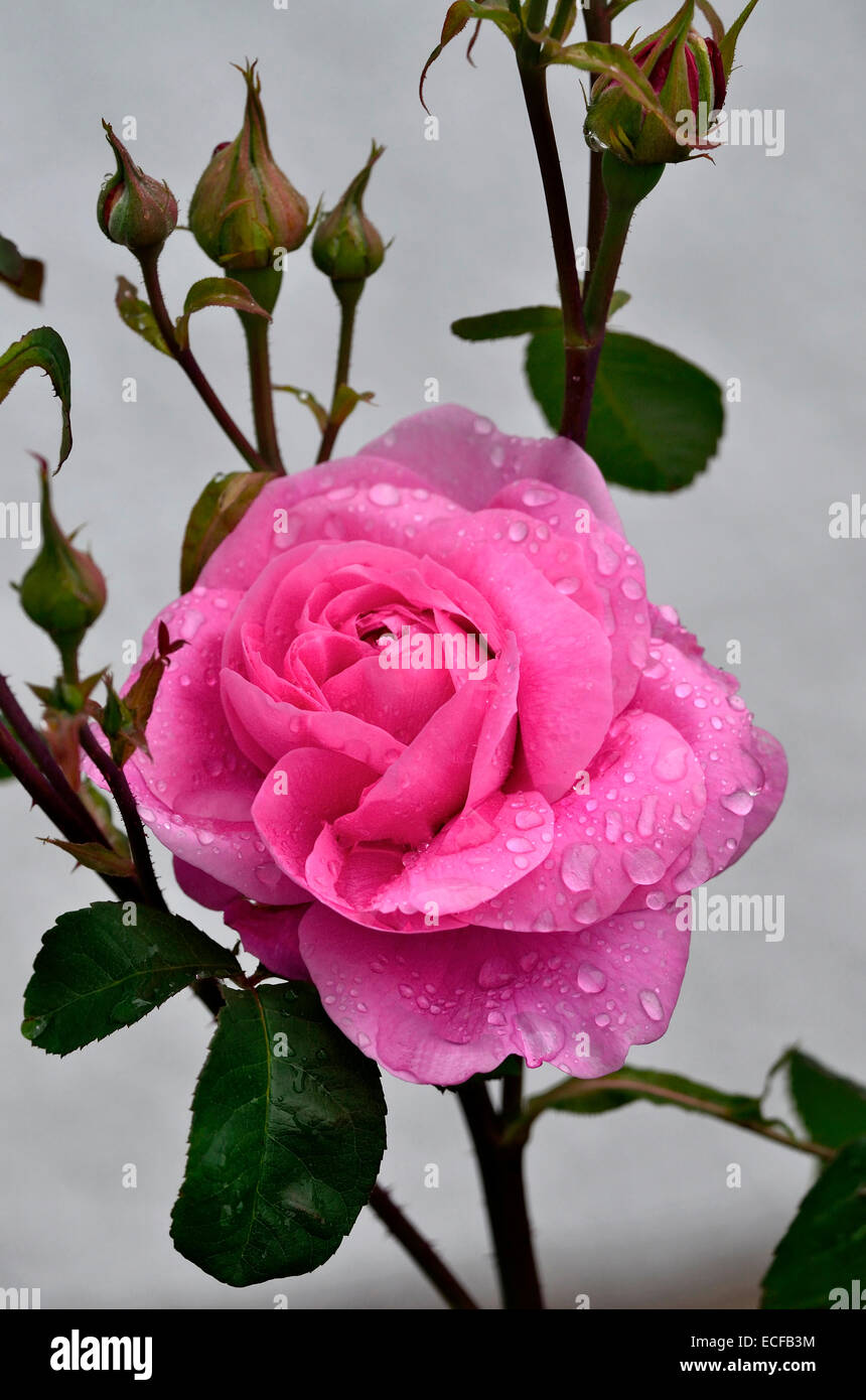 Flowering Rosa Gertrude Jekyll with raindrops Stock Photo