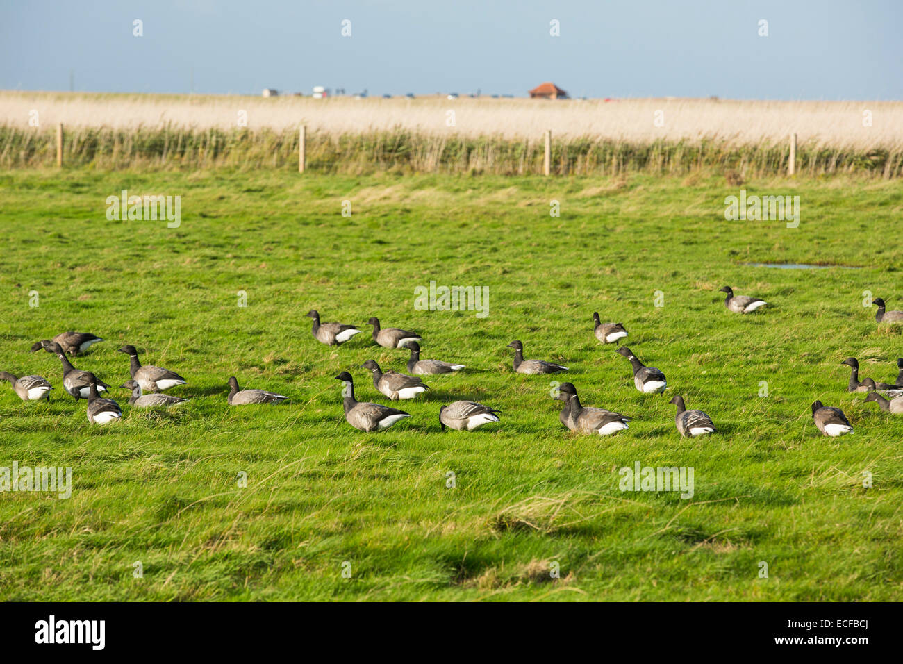 Brent Geese grazing on Salt marsh in Blakeney, Norfolk, UK. Stock Photo