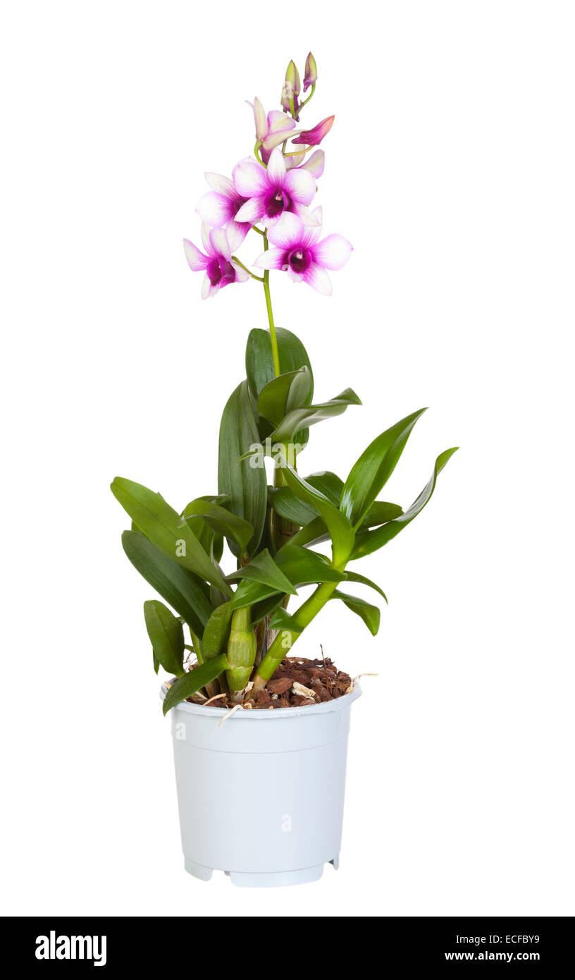 Dendrobium phalaenopsis hybrid orchid in a pot on white a background, it is isolated Stock Photo