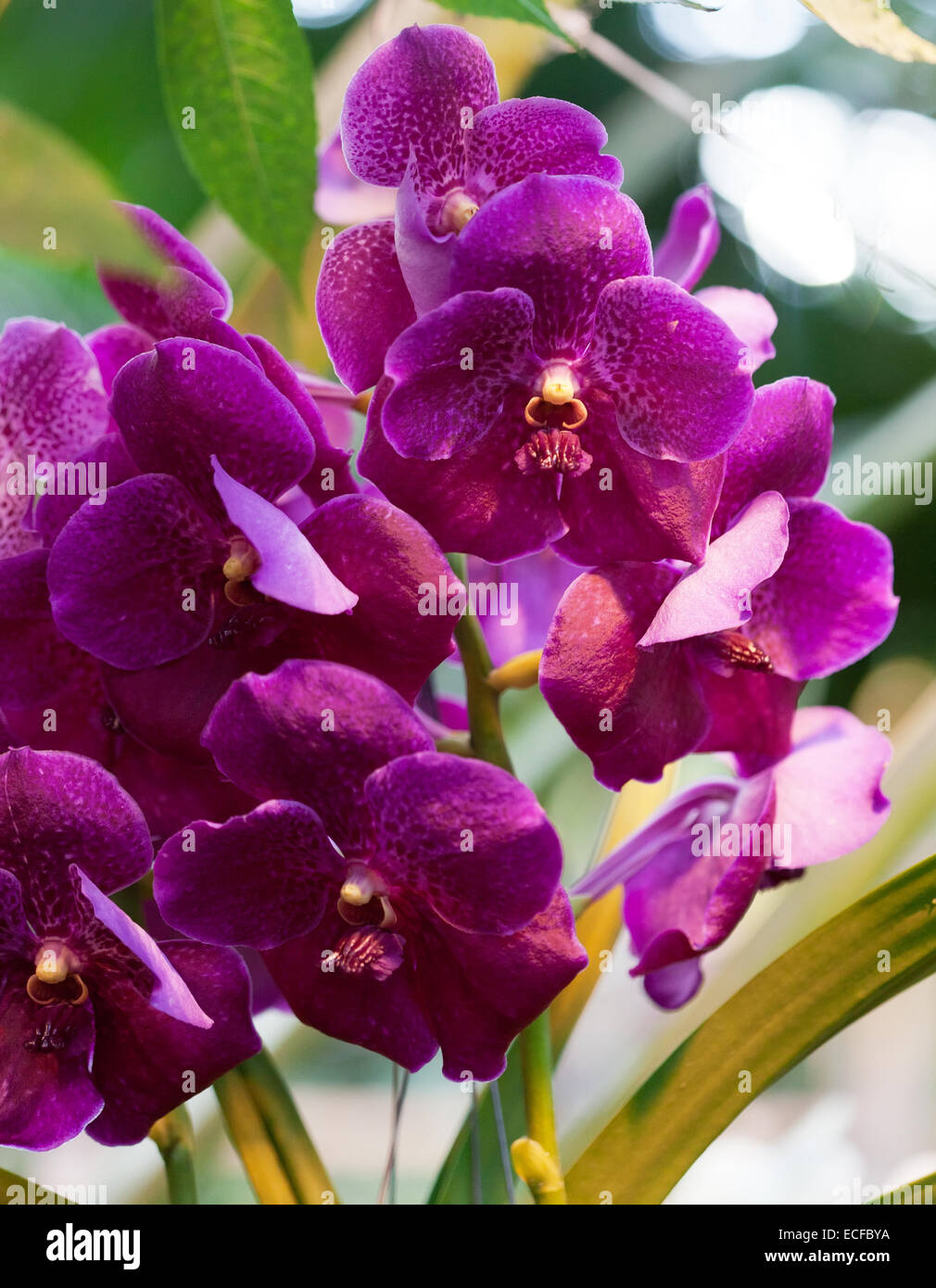 Bright flowers of an orchid vanda close up Stock Photo