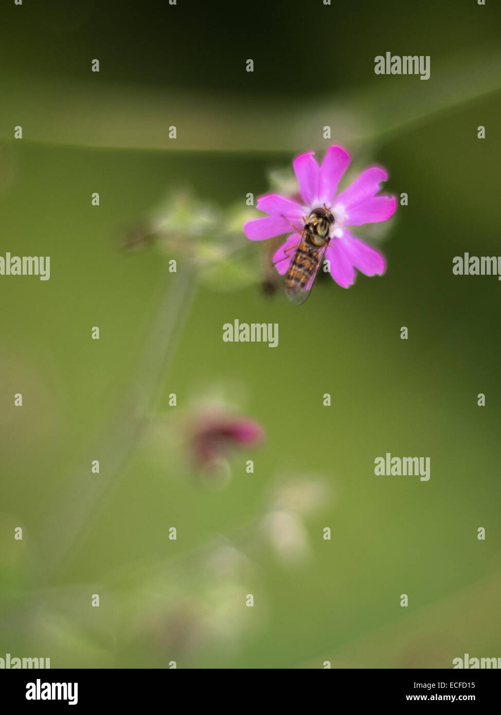 Wild Flower With Friend Stock Photo Alamy