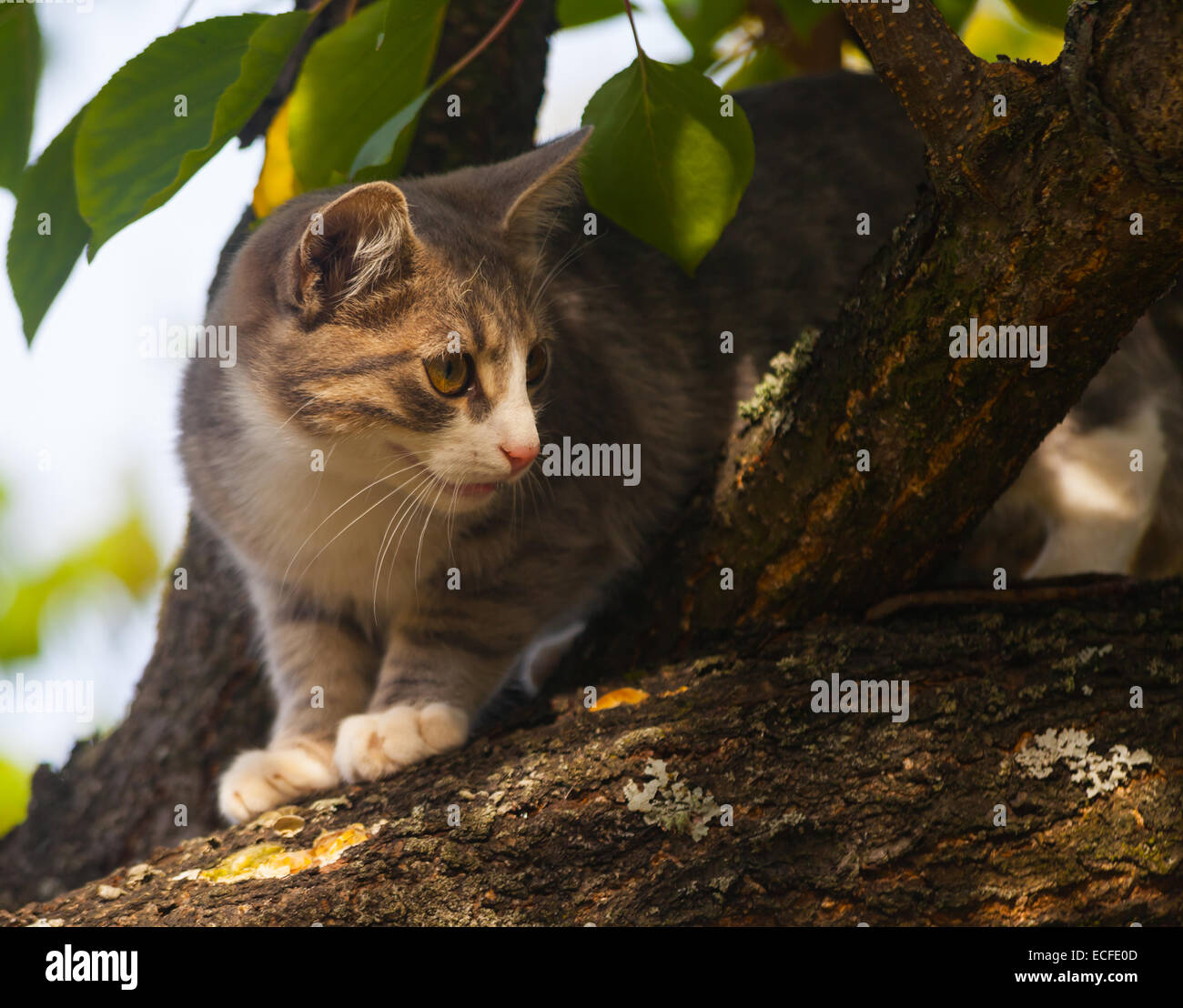 Beautiful gray tabby cat climbing down from a tree Stock Photo - Alamy